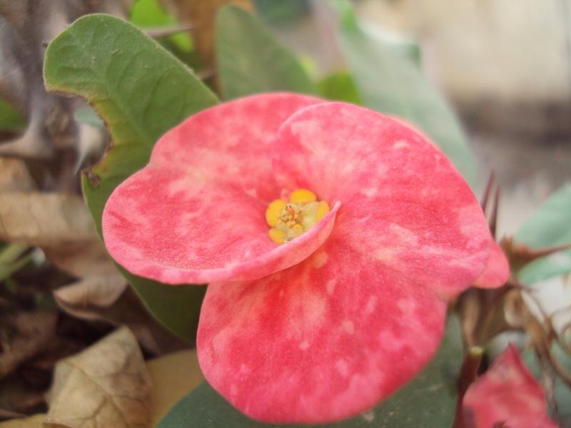 pink flower