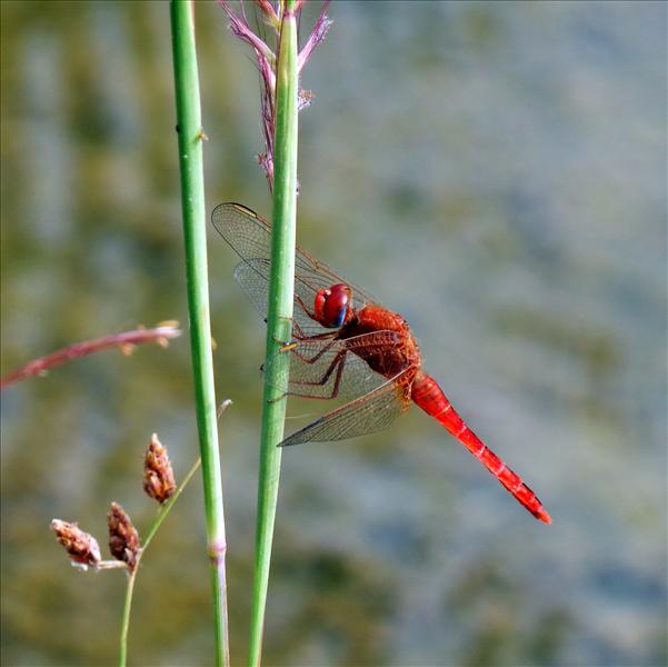 red dragonfly