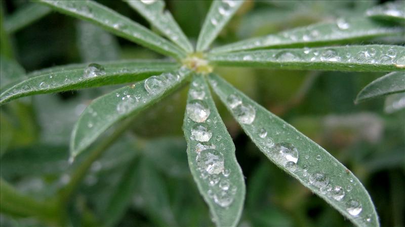 water drops in the leaf