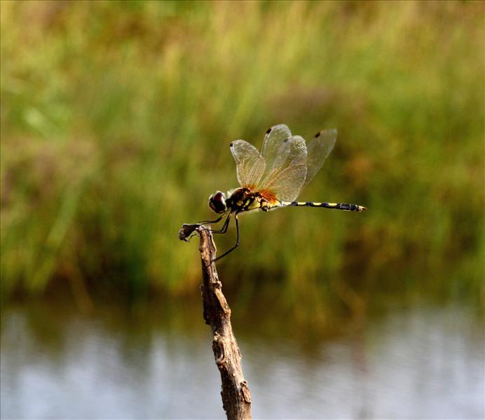 Dragon Fly