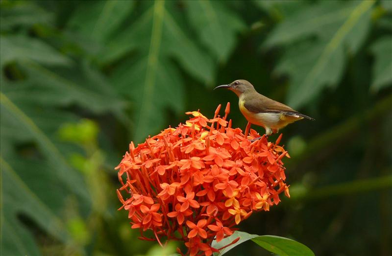 Sunbird