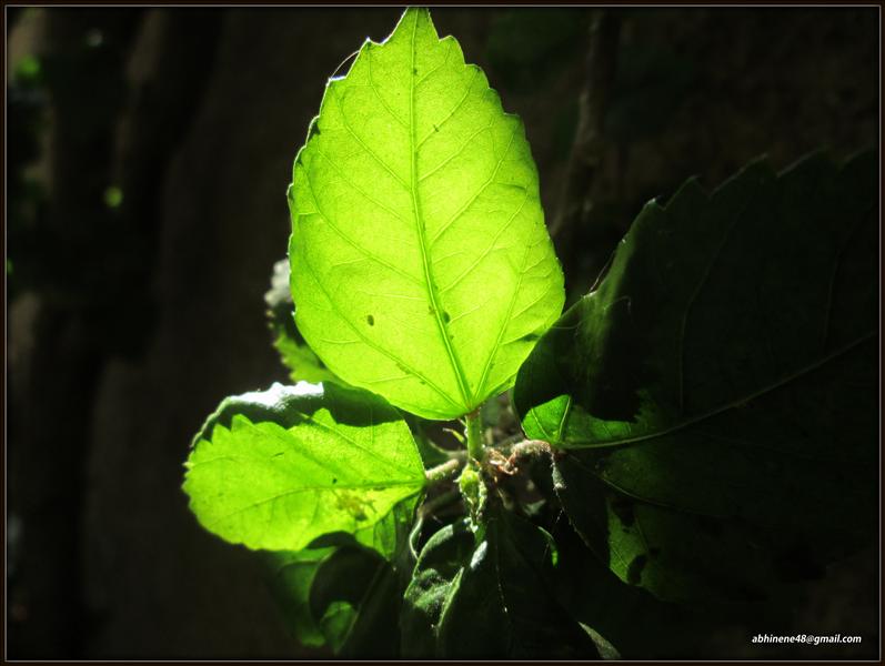 Leaf
