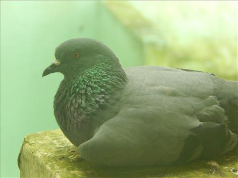 Resting Pigeon