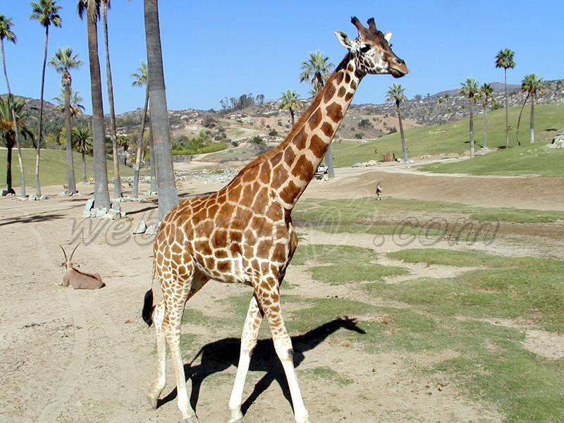 Giraffe at Wild Animal Park, USA