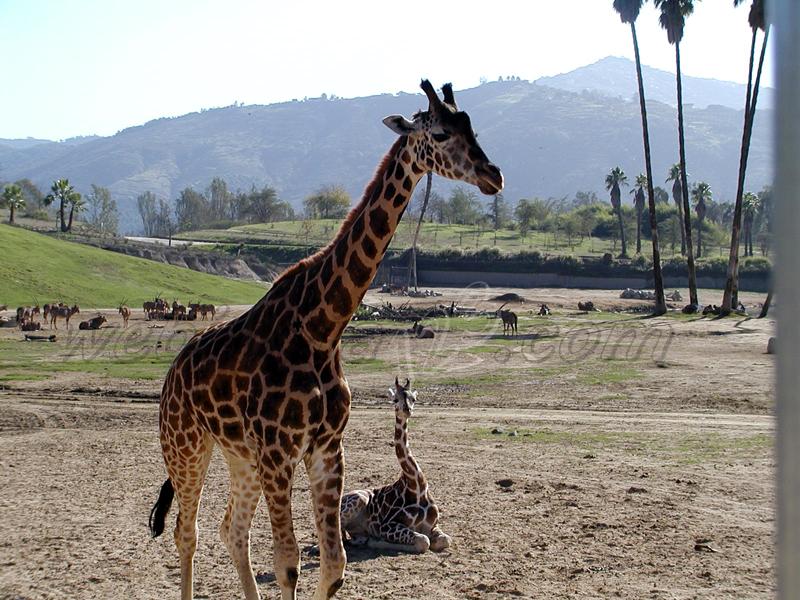 Giraffe at Wild Animal Park, USA
