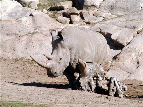 Rhinocers at Wild Animal Park, USA