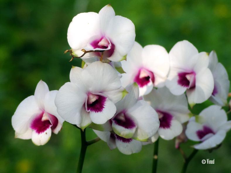 White and Purple Colour Orchid