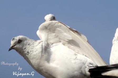 Lovely Dove