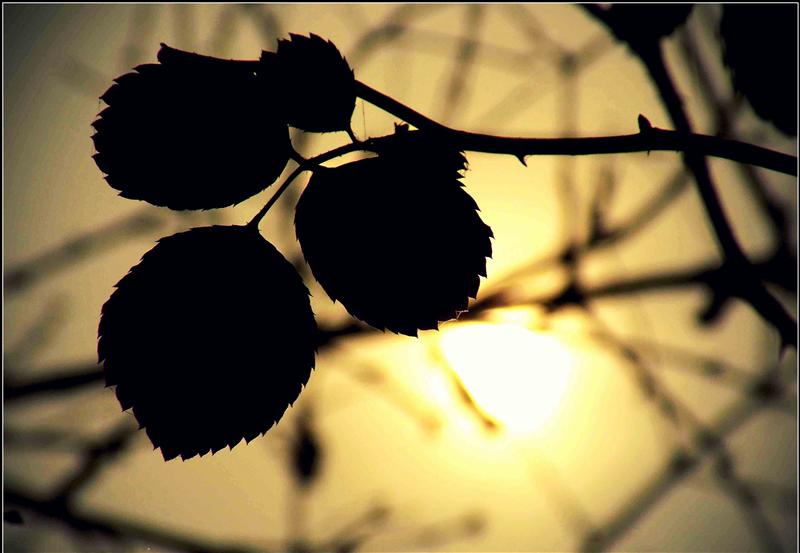 Leaves