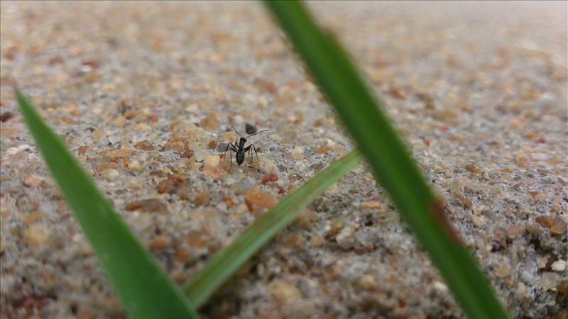 Thinking Ant