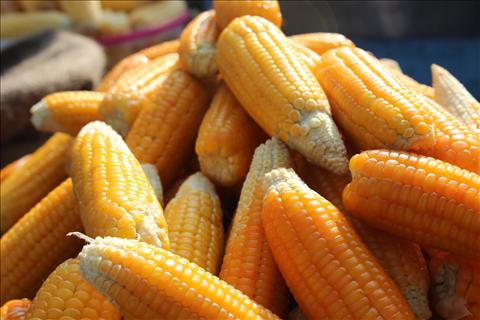 corns