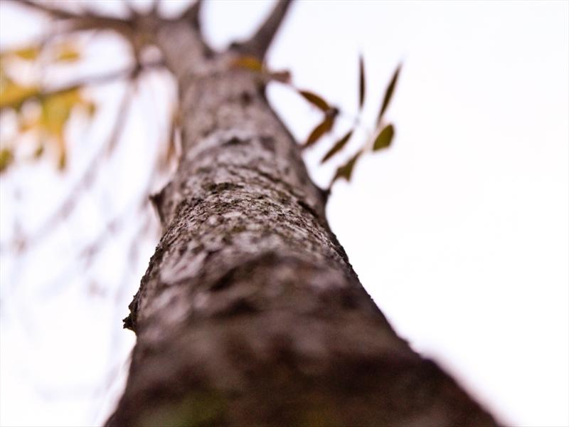 i can see the tree structure in my camera