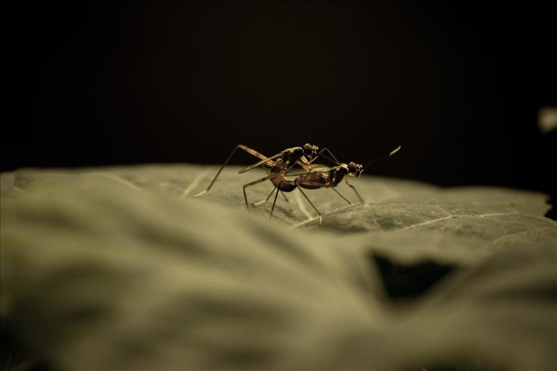 insect LOVE