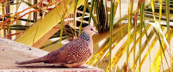 SpOtTeD DoVe