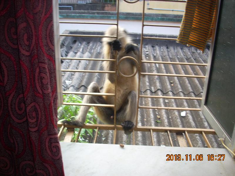monkey in the house