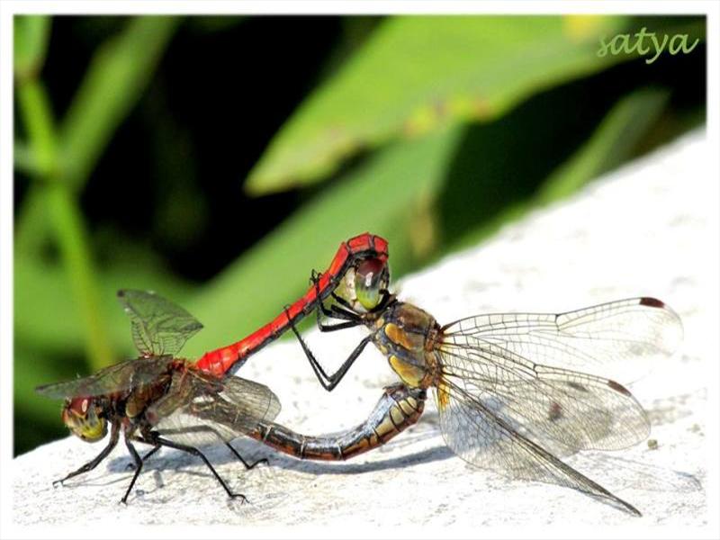 together: dragonfly