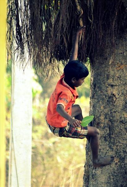 A Boy Hanging on a Tree