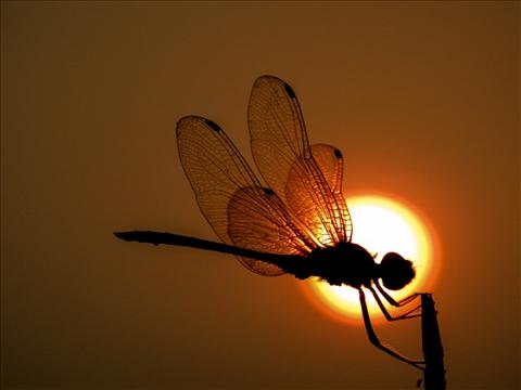 The Dragonfly On The Sky, In The Middle Of The Sun