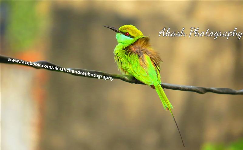 A green bee eater