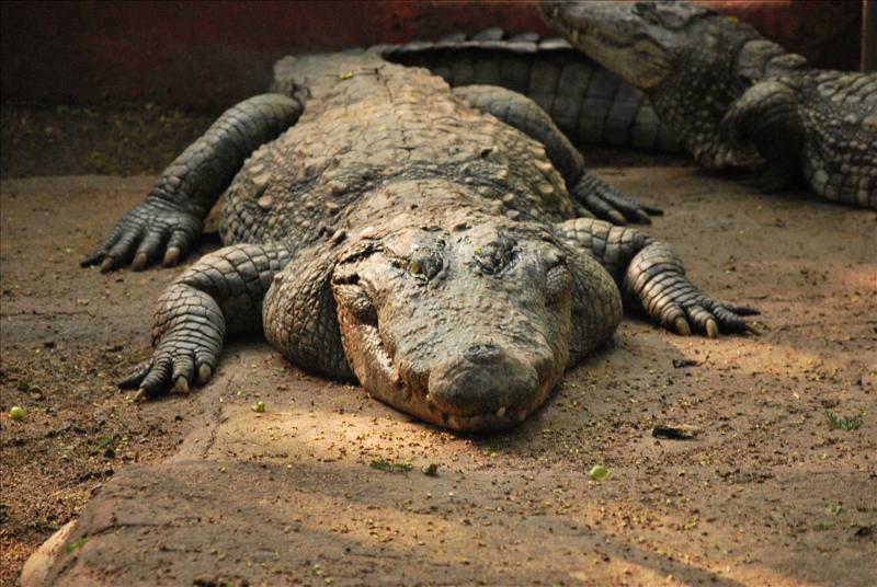 a croc in wild