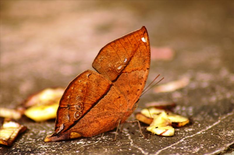 Leaves Butterfly