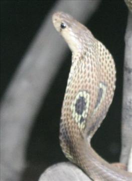 Spectacal Cobra