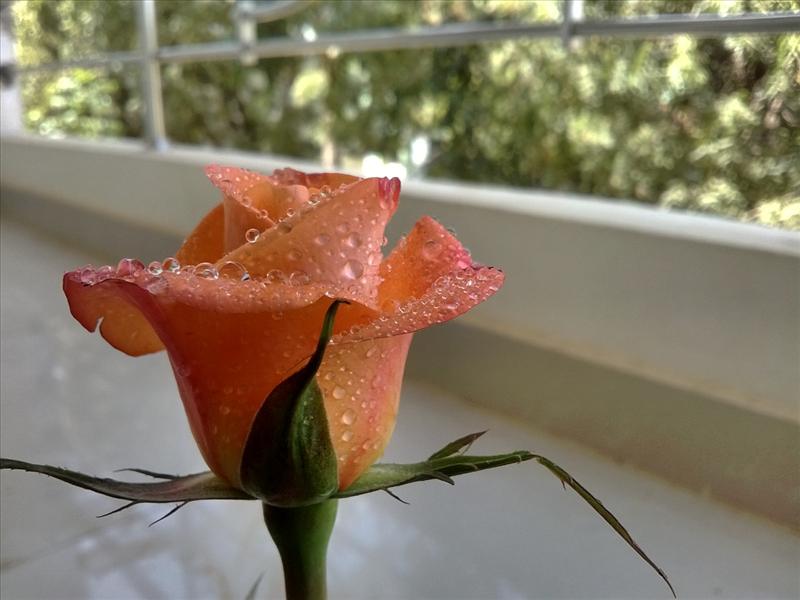 My rose