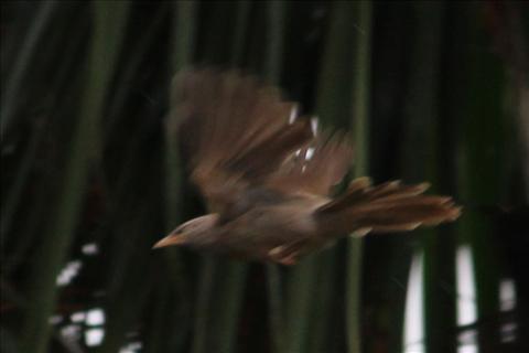 FLYING BIRD