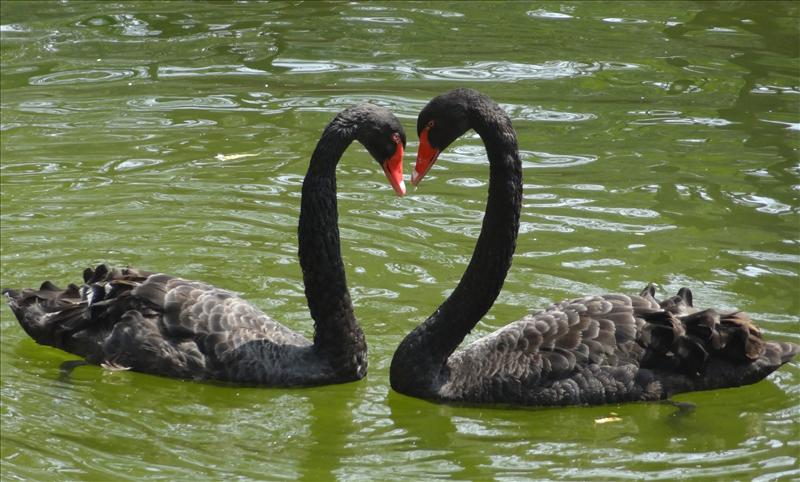 Swans Love