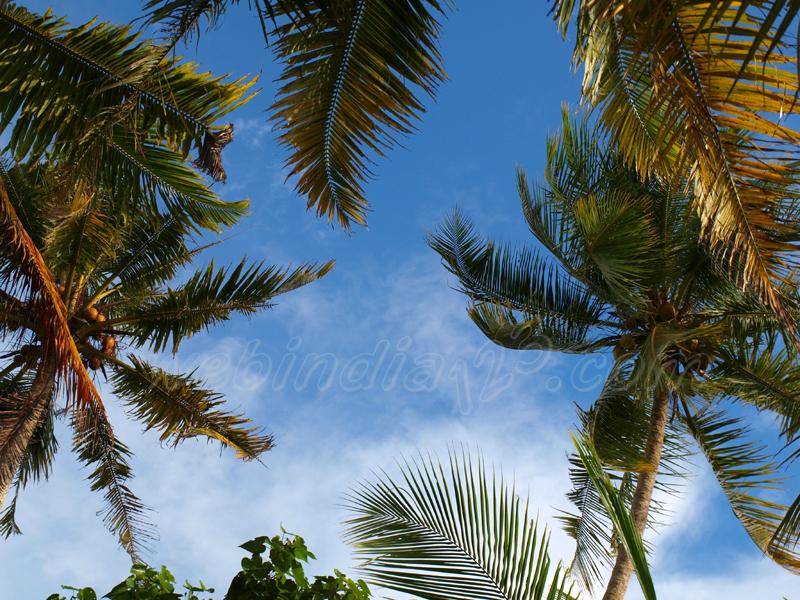 Coconut Trees - Kerala