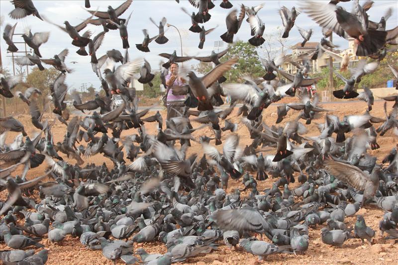 Feeding Pigeons at Porvorim, Goa