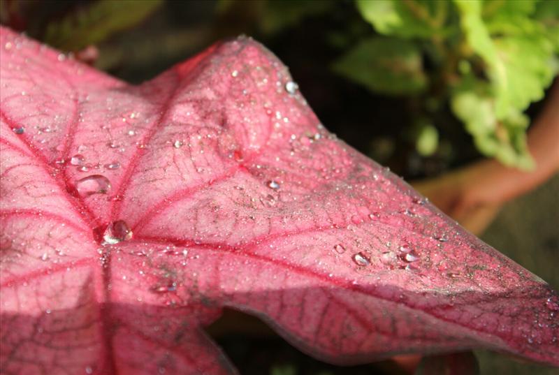 Safely caught dew drops!!