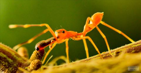 Mimic ant in garden