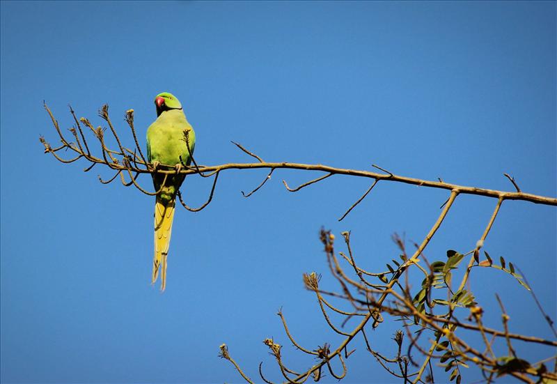 relaxing parrot