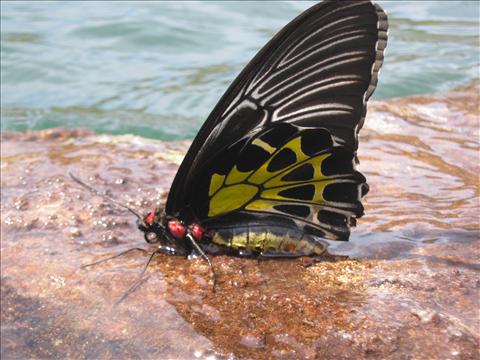 water and Butterfly