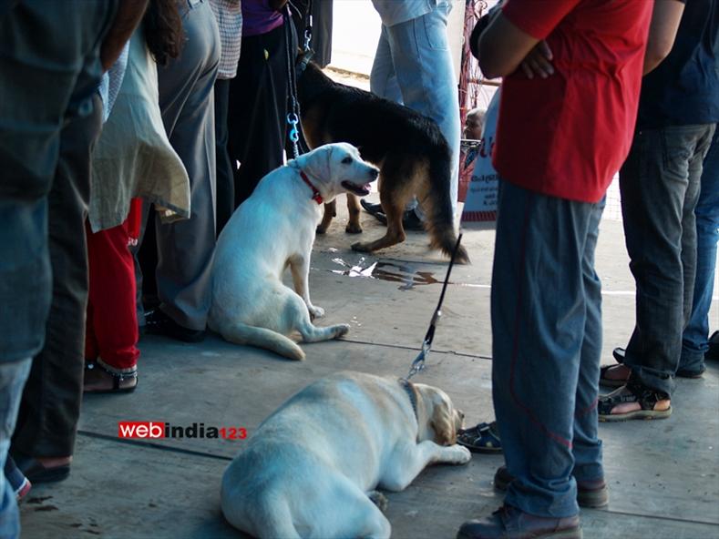 Dog show at Kochi