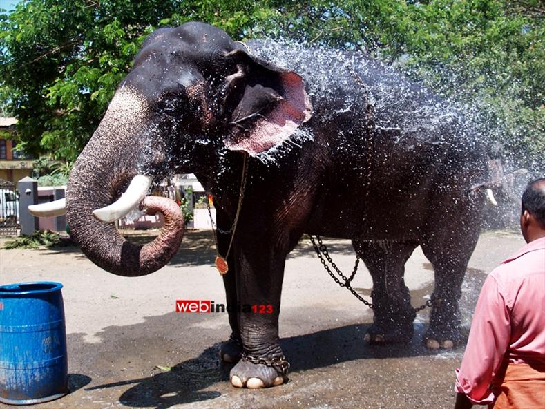Elephant Bathing at Anakotta