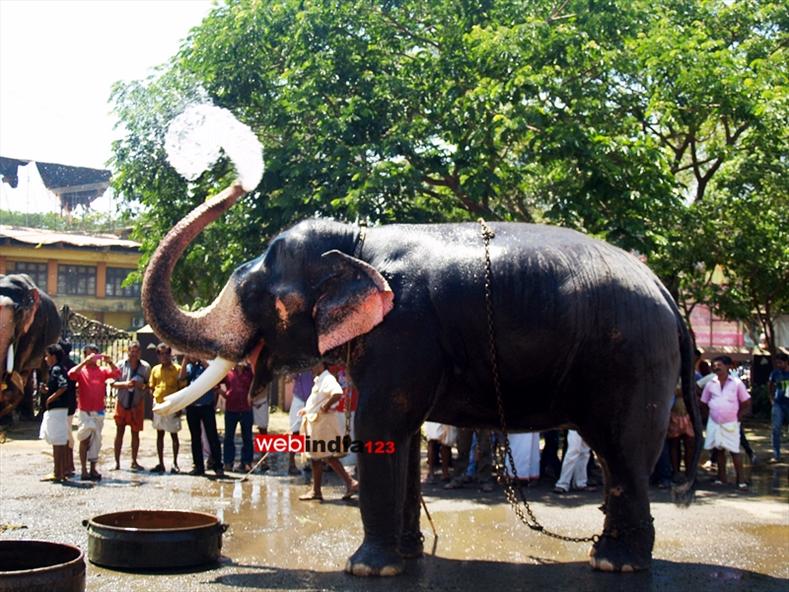 Elephant Bathing at Anakotta