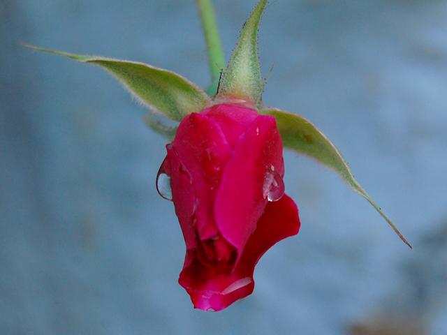 ROSE FLOWER