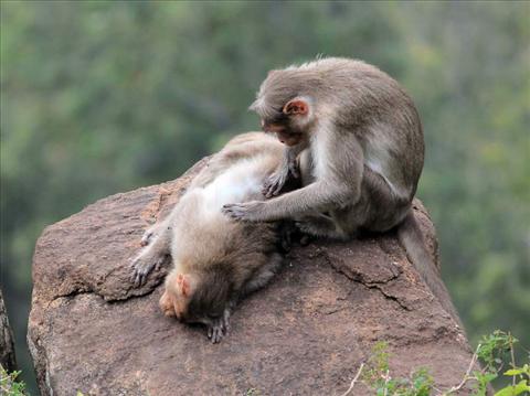 Monkey cares