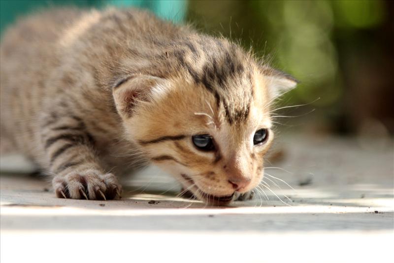 meow meow !!