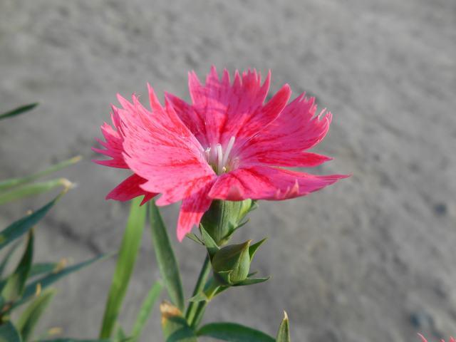 pink flower