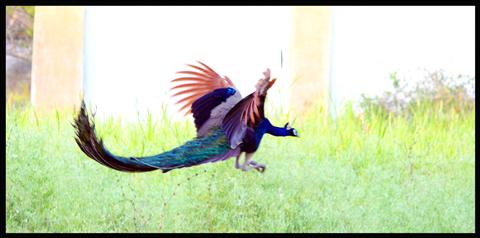 Flying Peacock Landing towards Ground