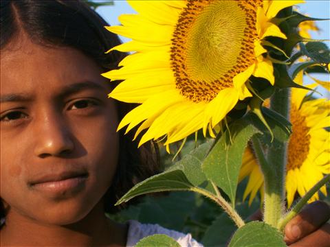 The Girl & the Sun Flower