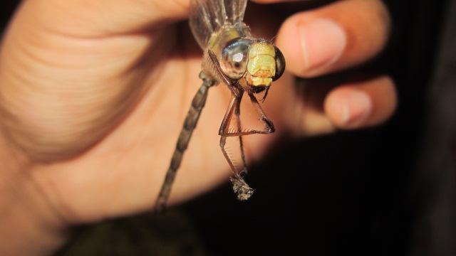 A large sized Dragonfly caught