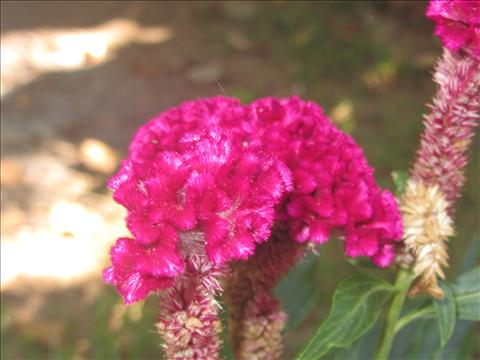 A beautiful flower known as kazcha cheera in malayalam