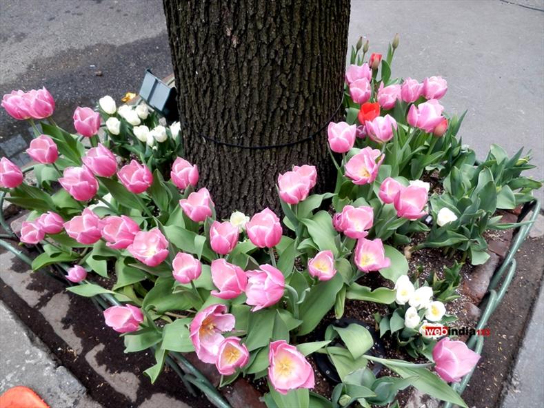 Tulips in NYC