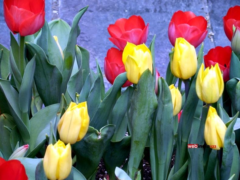 Tulips in NYC