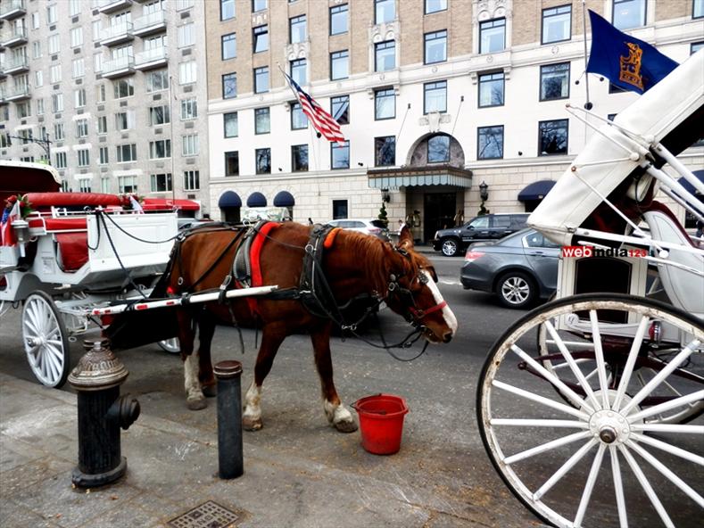 Horse-drawn carriage near Central Park, New York City