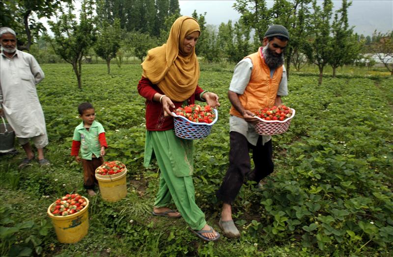 Strawberry farm in Srinagar